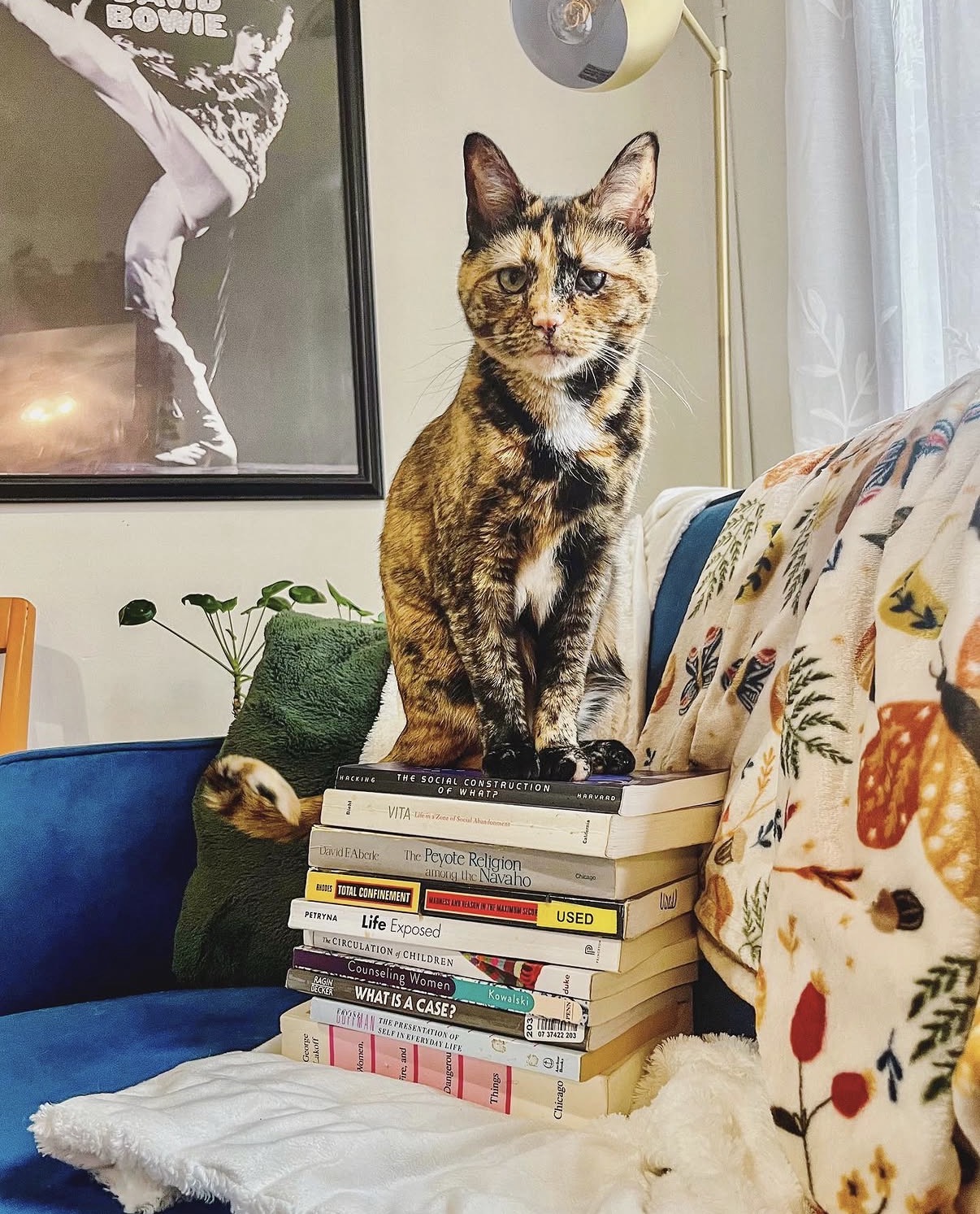 My cat Poppy on a stack of books